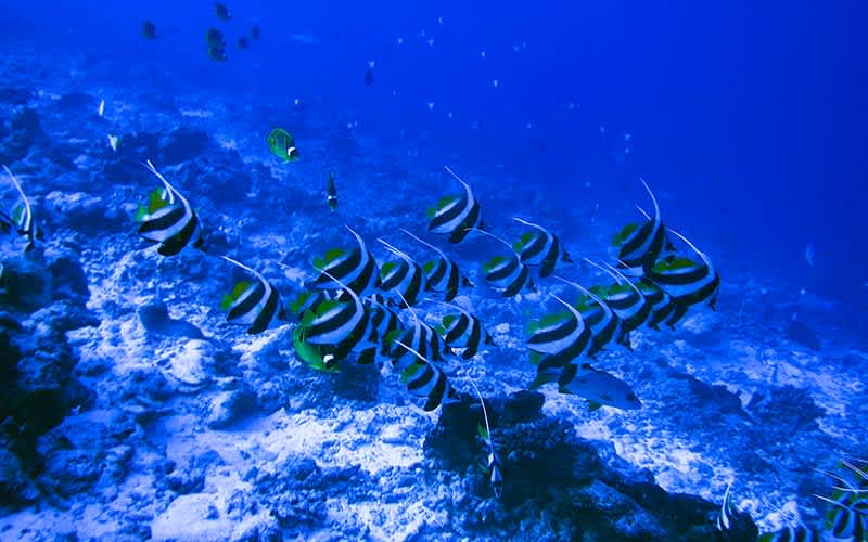 Tiputa-Pass-Rangiroa-Polinezya